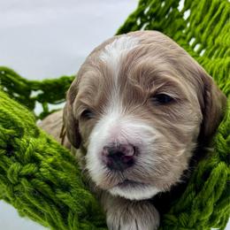 Yellow Girl - Red  female Goldendoodle puppy in Travelers Rest, South Carolina from Bailey Mountain Doodles