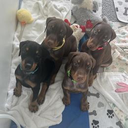 Doberman Pinscher puppies from Etoile Doberman Pinschers