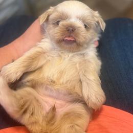 Lavendar girl - Cream and white female Shih Tzu puppy in Berkeley Springs, West Virginia from Sandridge Shih Tzus