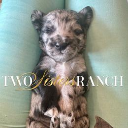 Tin Man - male Newfypoo puppy in Jackson, Missouri from Two Sisters Ranch, LLC