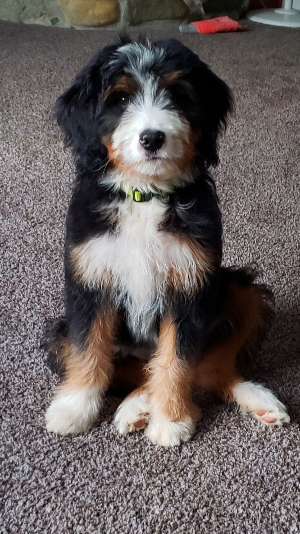 Bernedoodle Puppies from Refined Doodles