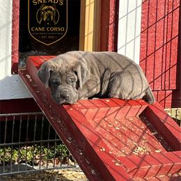Rhaegal - Gray brindle male Cane Corso puppy in Altoona, Alabama from Snead’s Cane Corso Kennel