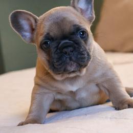 Loki - Fawn male French Bulldog puppy in Monett, Missouri from Bailey French Bulldogs
