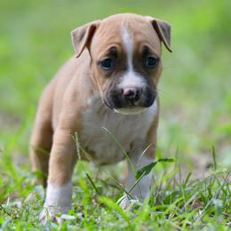Girl 2 - Red female American Staffordshire Terrier puppy in St. Augustine, Florida from LBK & Ancient City