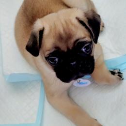 AKC Boy 5  fawn male - Silver male Pug puppy in Phoenix, Arizona from Pug Place Phoenix