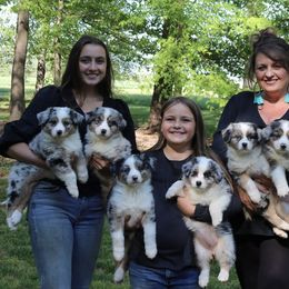 Australian Shepherd Puppies from Flying T Ranch