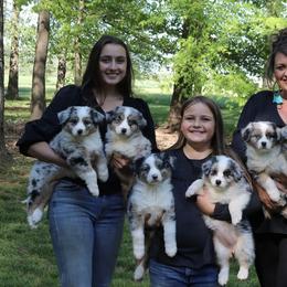 Australian Shepherd Puppies from Flying T Ranch