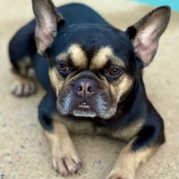 French Bulldogs from Speedwell Forge French Bulldogs LLC