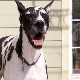 Great Dane All Grown Up from Glacier Danes