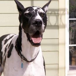 Great Dane All Grown Up from Glacier Danes
