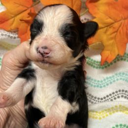 Candy - Black and white female Aussiedoodle puppy in Nacogdoches, Texas from BA Mini Poodles