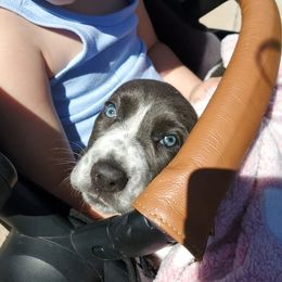 Basset Hound Puppies from Howlin Hounds