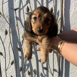 Osito - Red male Dachshund puppy in Chino Hills, California from Wooofyland LLC