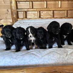 Bernese Mountain Dogs from Great Basin BMD