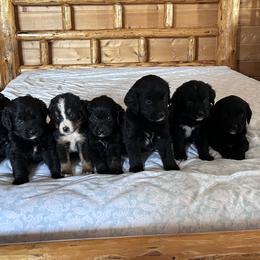 Bernese Mountain Dogs from Great Basin BMD