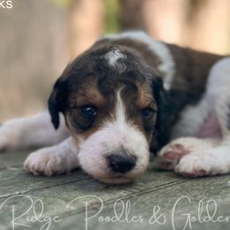 Goldendoodles and Poodles from Juniper Ridge Goldendoodles