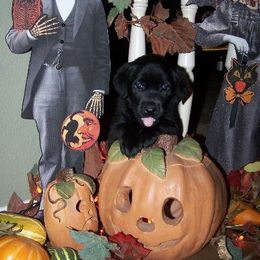 Labrador Retriever Puppies from Gun Dog Retrievers