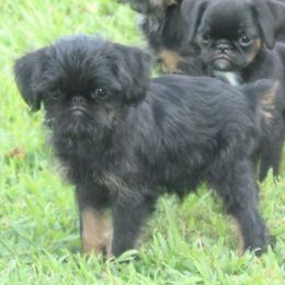 Brussels Griffon puppies from Tammy Koehler