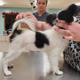 Papillon Puppies from Belladonna Papillons