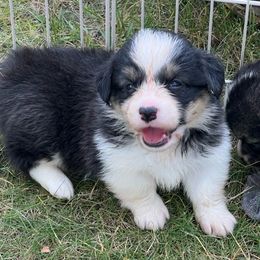 American Corgi and Pembroke Welsh Corgi Puppies from Tambali Corgis