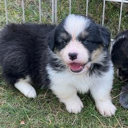 American Corgi and Pembroke Welsh Corgi Puppies from Tambali Corgis