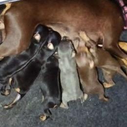 Miniature Pinscher Puppies from DeLeeuw Family Miniature Pinschers