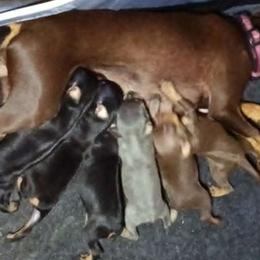 Miniature Pinscher Puppies from DeLeeuw Family Miniature Pinschers