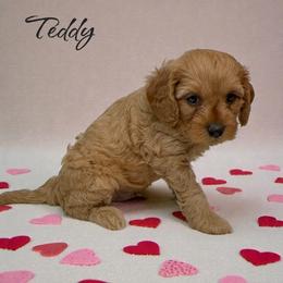 Teddy - Red male Cavapoo puppy in Miami, Florida from Mario’s Pups