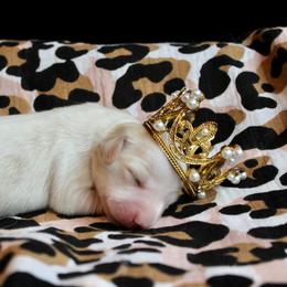 Girl 3 - Piebald female Dachshund puppy in Laurel, Mississippi from Kissinger Dachshunds