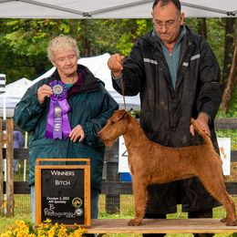 Irish Terriers from Woodley Meadows