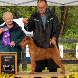 Irish Terriers from Woodley Meadows