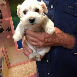 Miniature Schnauzer Puppies from Circle R Ranch