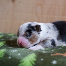 Australian Shepherd Puppies from River Run Australian Shepherds