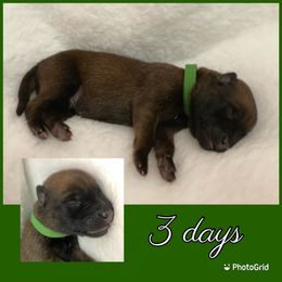 Belgian Malinois Puppies from Audacious Malinois