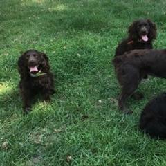 Boykin Spaniels from Kettle Branch Kennels