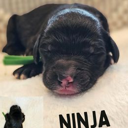 Boy 6 - Black Sheepadoodle puppy in Egg Harbor City, New Jersey from Doodles by Starlight