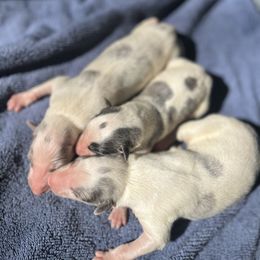 Boy 3 - Blue male Borzoi puppy in Clinton, Tennessee from Ivanhoe Borzoi
