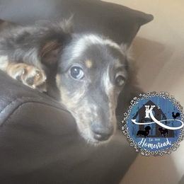 Cora - Dapple Dachshund puppy in California from K’s Homestead