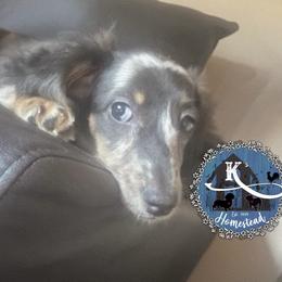 Cora - Dapple Dachshund puppy in California from K’s Homestead