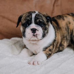 Laurel - Fawn brindle and white female Bulldog puppy in Sabinal, Texas from Cazares Royal Lineage Bulldogs