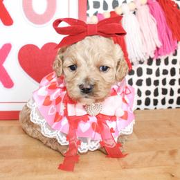 Millie - Buff female Cockapoo puppy in Rattan, Oklahoma from Double M Cocker Spaniels