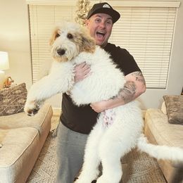 Sheepadoodles from Sheepadoodles in Bakersfield