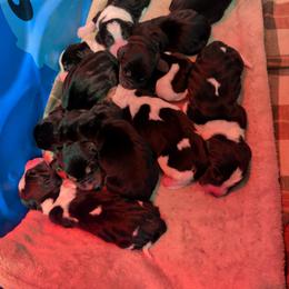 Basset Hound Puppies from 14395 n. center rd