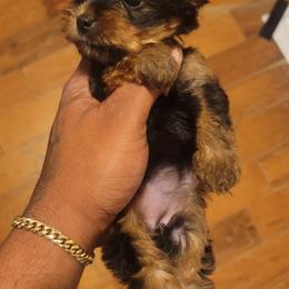 Diana - Black and tan female Silky Terrier puppy in City Of Orange, New Jersey from Fur-Ever Friends