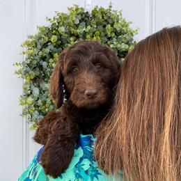 Aussiedoodle and Goldendoodle Puppies from Jackson County Doodles