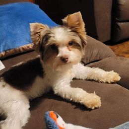 Gracie - Yorkshire Terrier