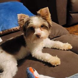 Gracie - Yorkshire Terrier