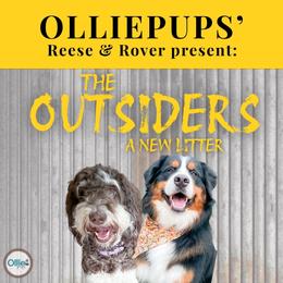 Bernedoodle puppies from OlliePups, LLC