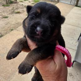 Sierra (Pink Collar) - Black and tan female German Shepherd puppy in Roanoke, Alabama from Von Schönen Träumen German Shepherds