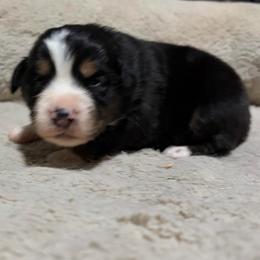 Gerda - Black tri-color female Australian Shepherd puppy in Terryville, Connecticut from Spirited Aussies